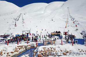 Cedars photos