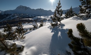 Vars Photo
