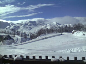 Vogel Photo