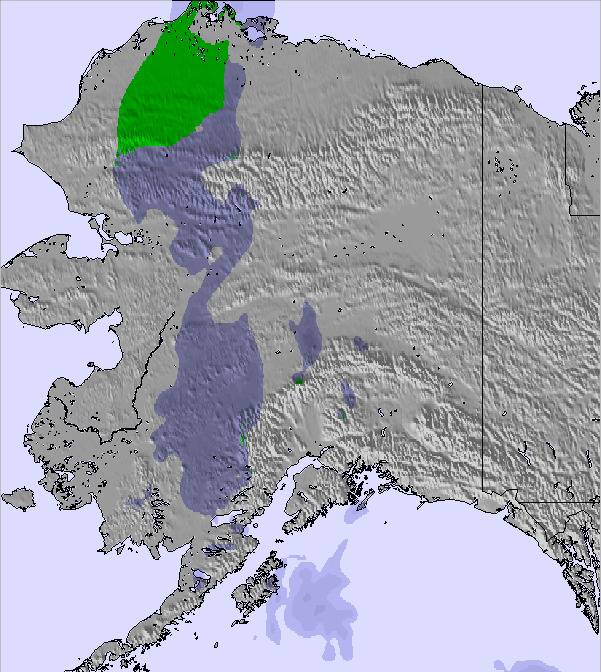 アラスカ州用の天気図と雪の状態