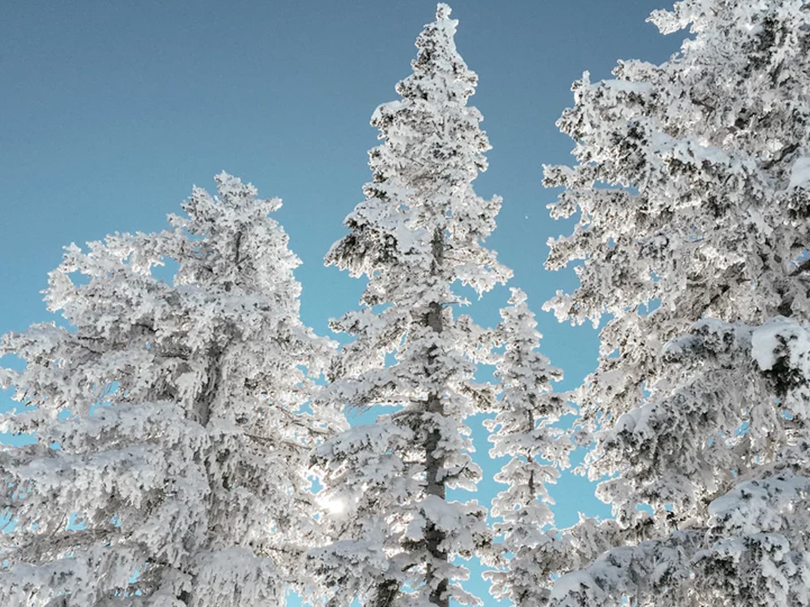 Boreal Mountain Ski Resort Guide | Snow-Forecast.com