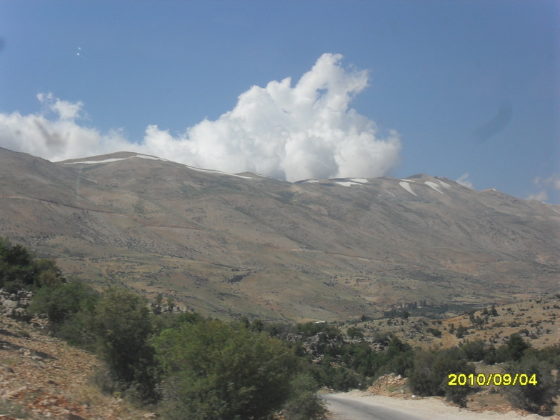 qurnat as sawda, Cedars