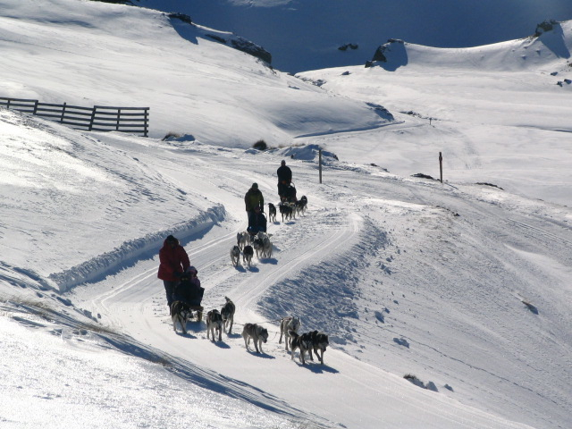 Dog Sled Tours SNow Farm