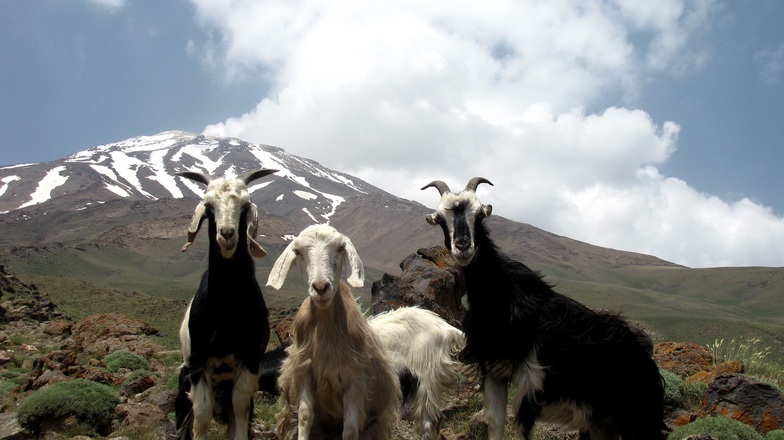 goosfand sara, Mount Damavand