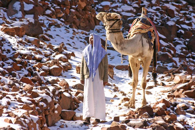 Snow Camels, Egypt, Jabal Katherina