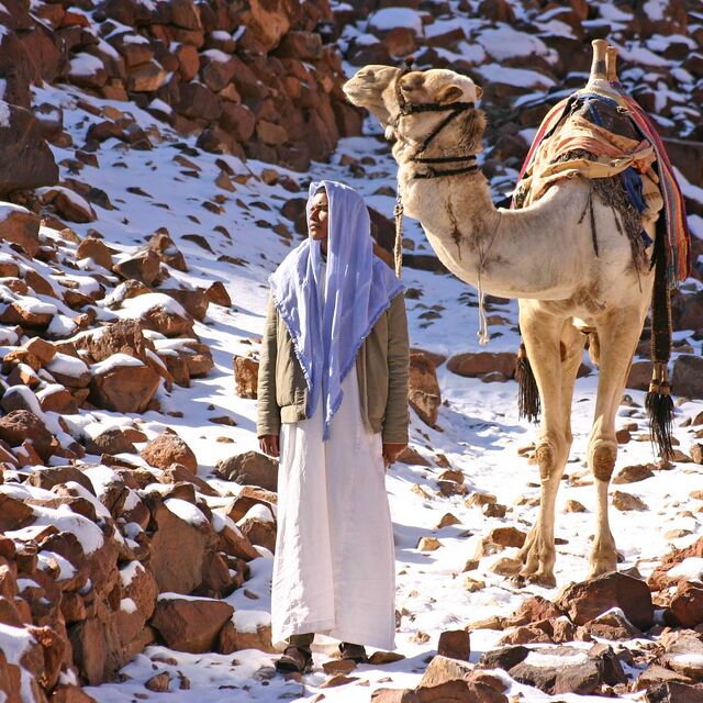 Snow Camels, Egypt, Jabal Katherina