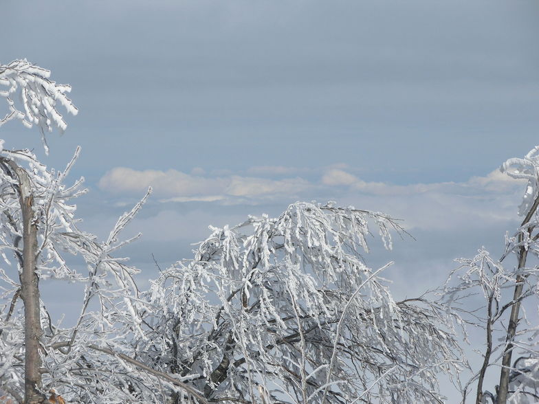 Snowy tree above the clouds, Kartepe