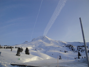 Bluebird 3-23-10, Timberline photo