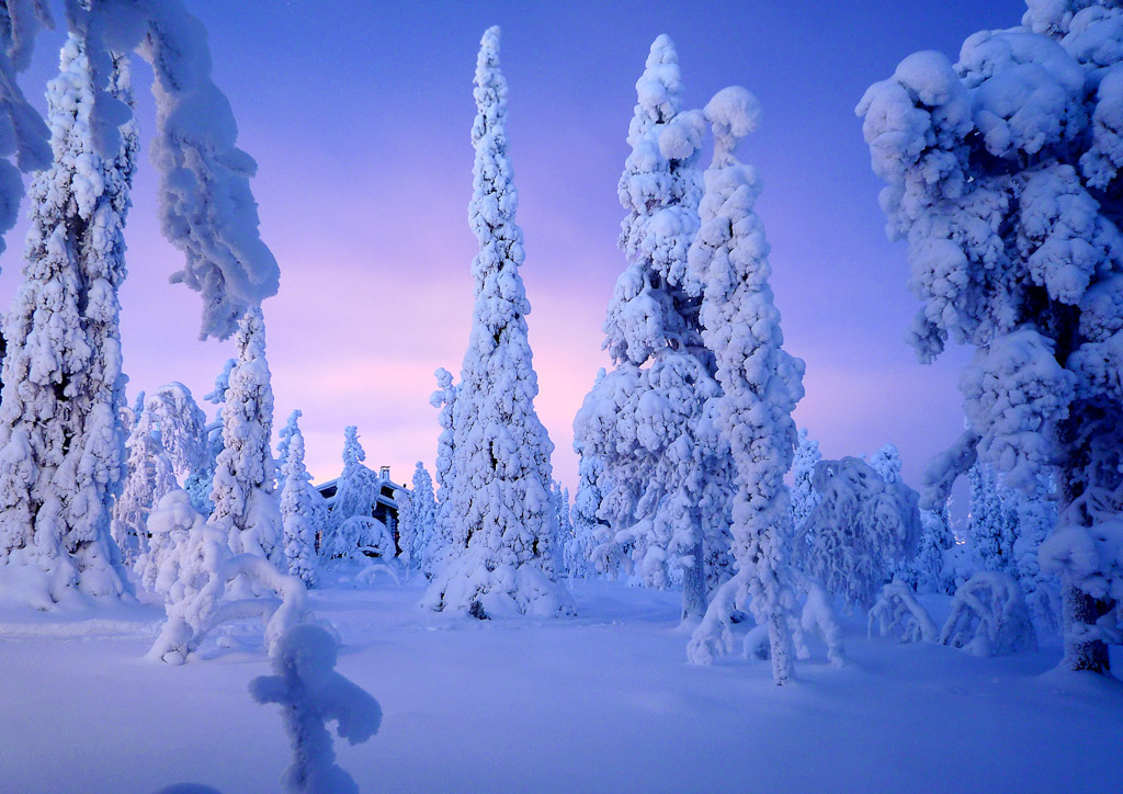 Snow laden trees at Ruka, Finland