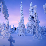 Snow laden trees at Ruka, Finland, Finland