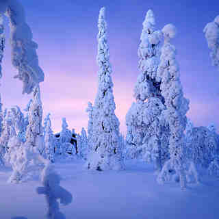 Snow laden trees at Ruka, Finland