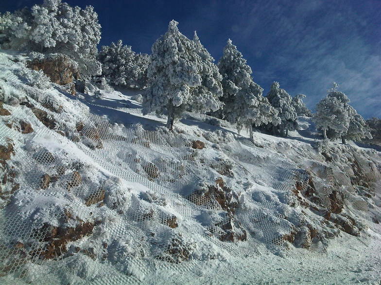 arboles, Sierra Nevada