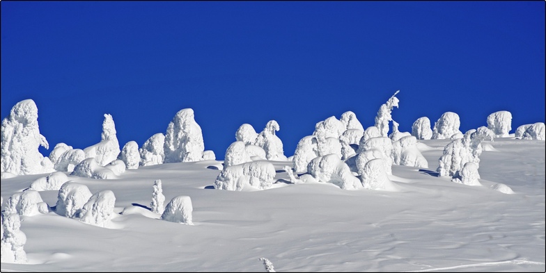 big white