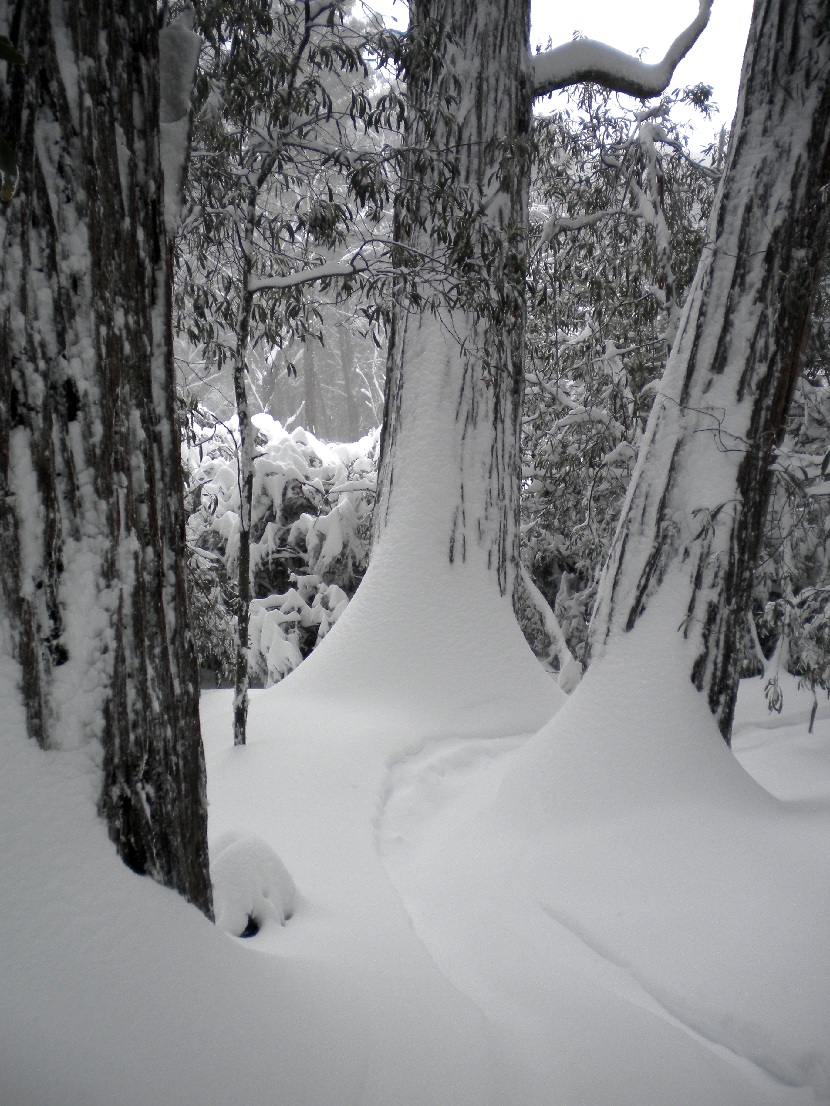 Lost in the Trees, Mount Buller