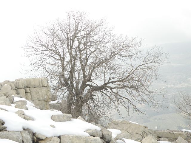 alone in the wind, Mzaar Ski Resort