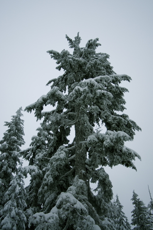 Grouse Mountain