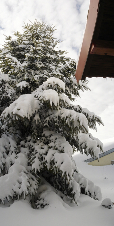 snowed fir, Seli
