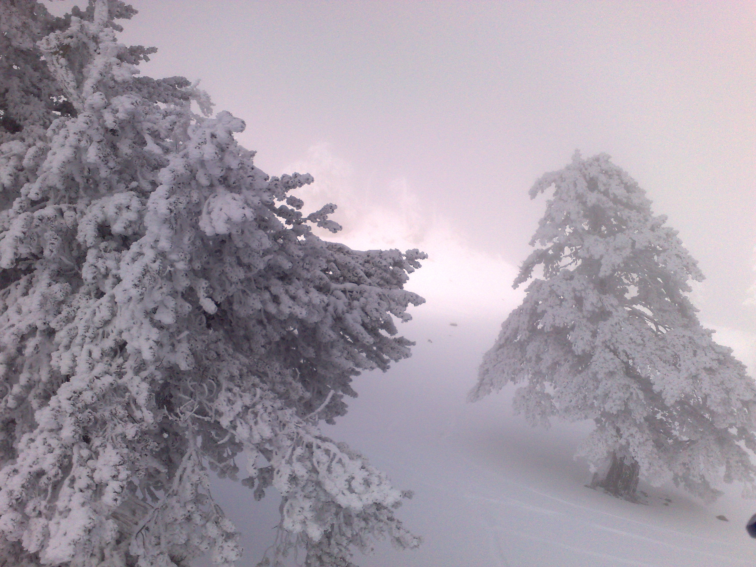 vasilitsa "foggy"