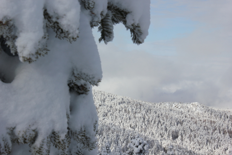 Forest in January, Uludağ