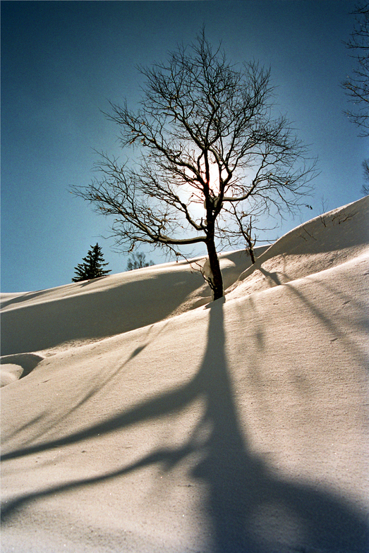 Japanese Birch, Hokkaido