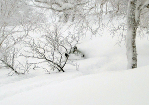 Asahidake trees photo