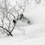 Asahidake trees