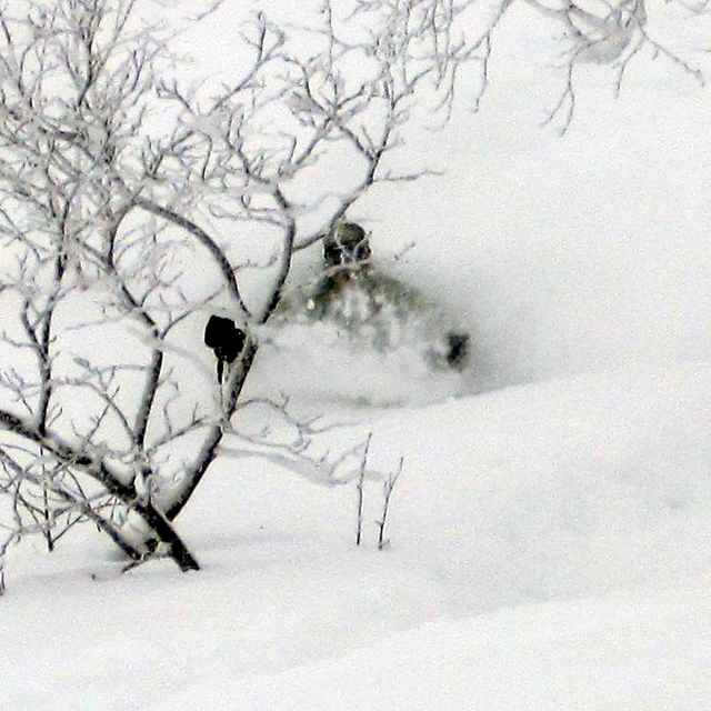 Asahidake trees