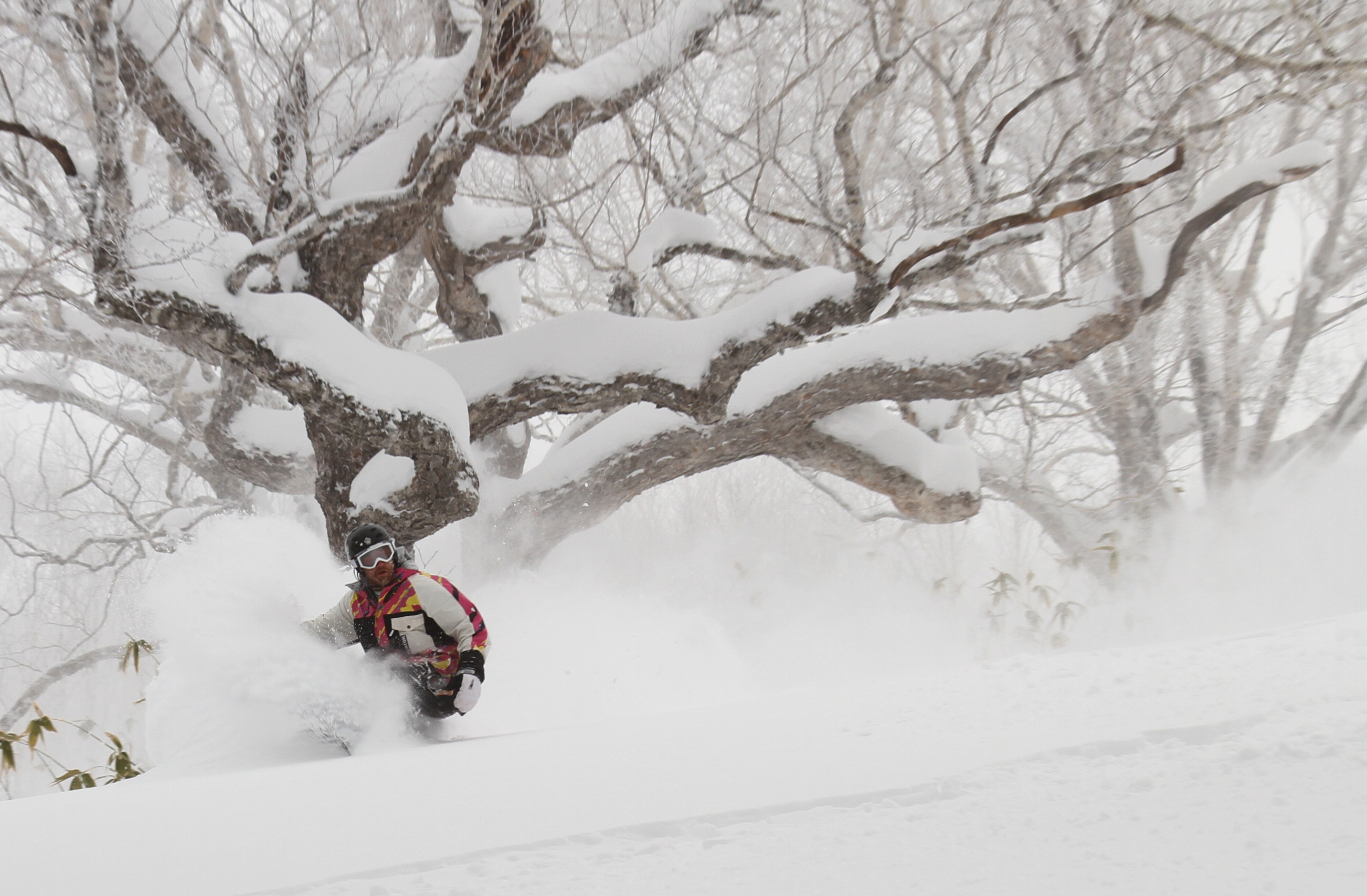 Tomamu trees look so nice!, Hoshino Resorts Tomamu