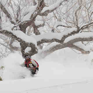 Tomamu trees look so nice!, Hoshino Resorts Tomamu