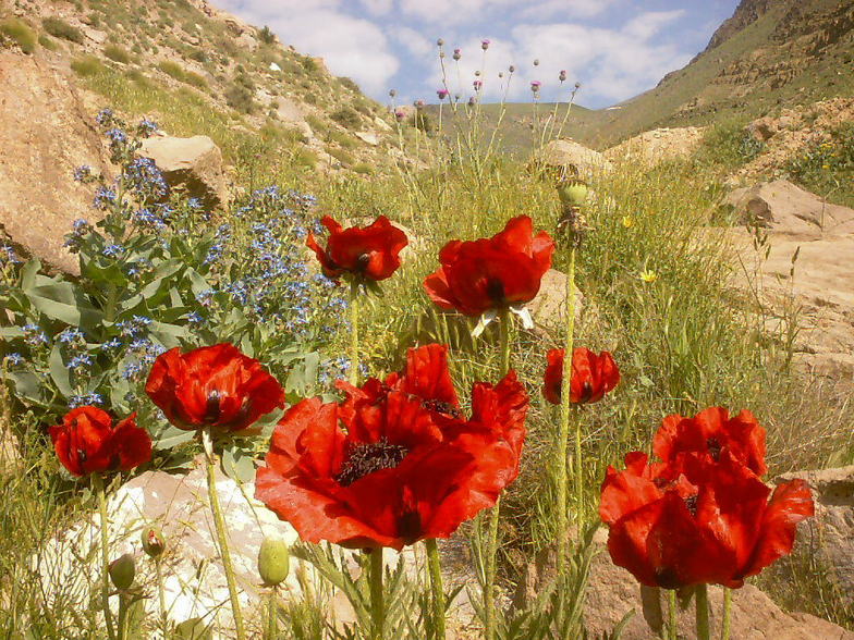 Mount Damavand