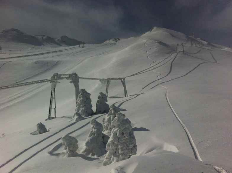 Freeze dried trees, Sarnano-Sassotetto