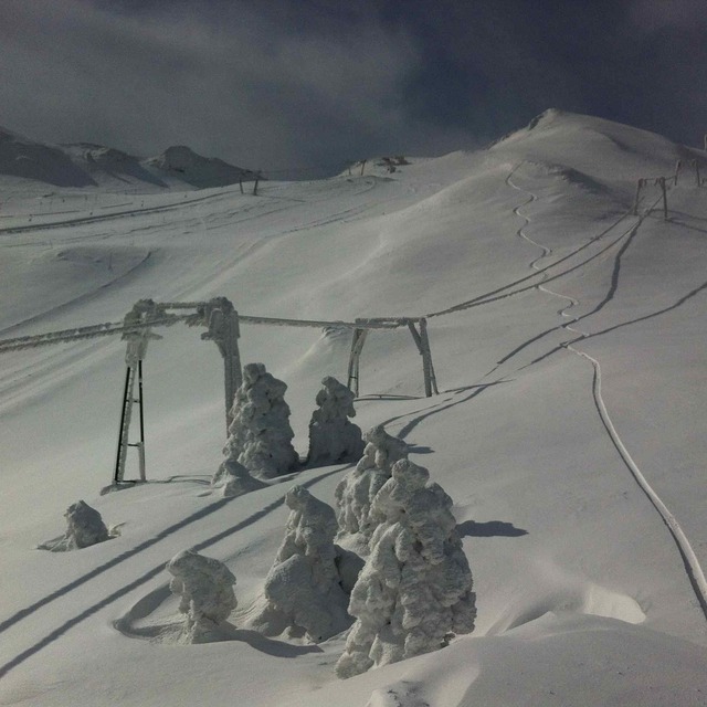 Freeze dried trees, Sarnano-Sassotetto