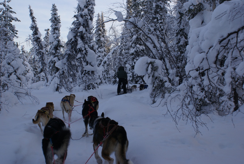Levi 2012 Husky's