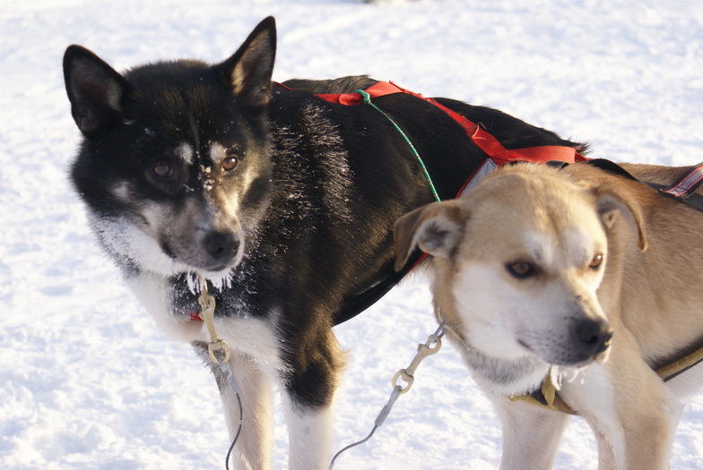 Levi 2012 Husky's