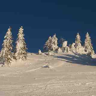 Trees plastered with snow, La Dôle