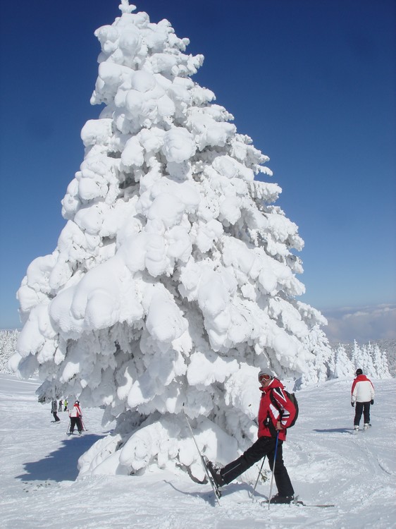 Snowy Tree :), Uludağ