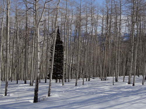 Beaver Creek Ski Resort by: Tom