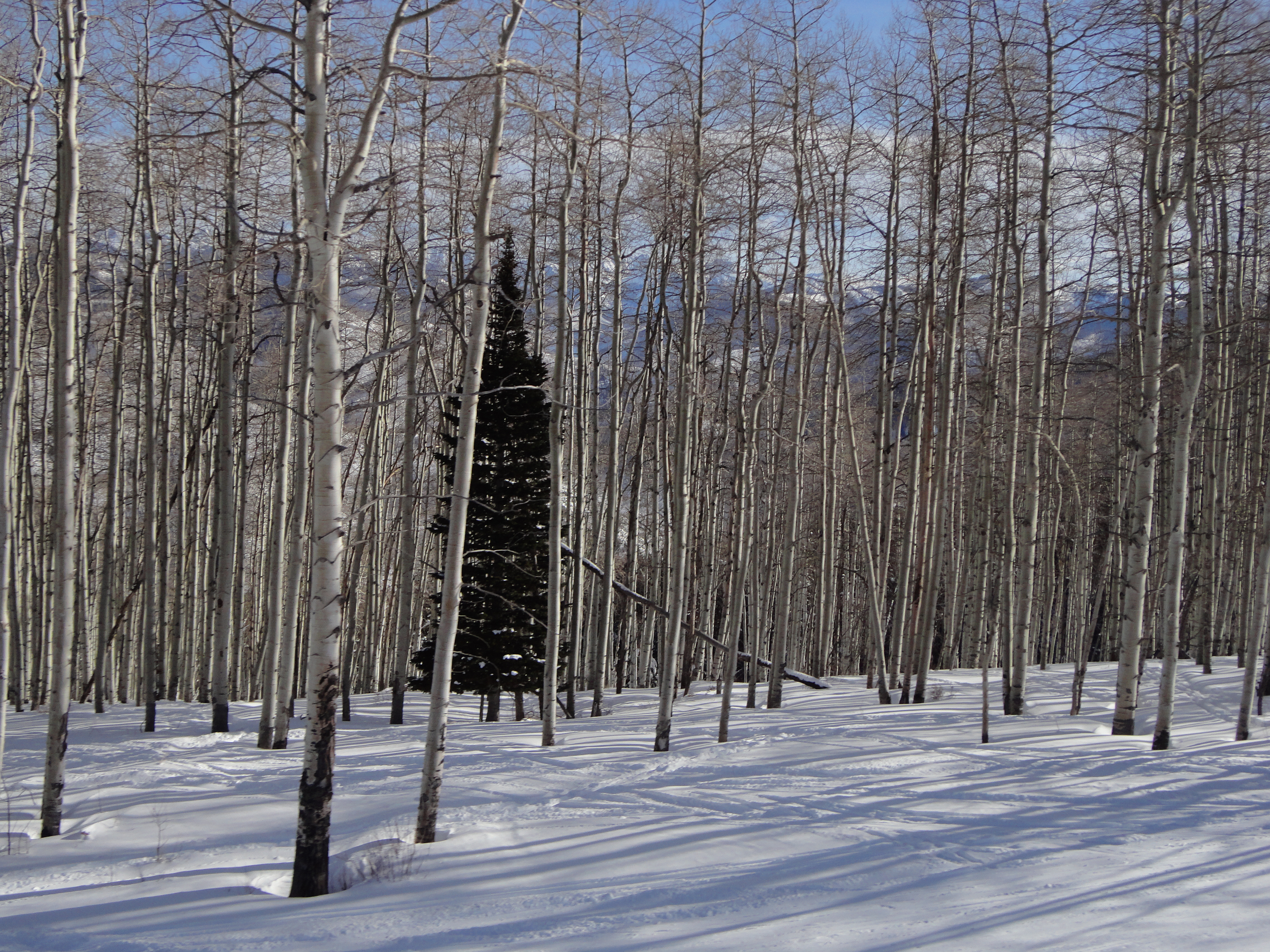 Beaver Creek