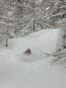 Bruson Trees photo