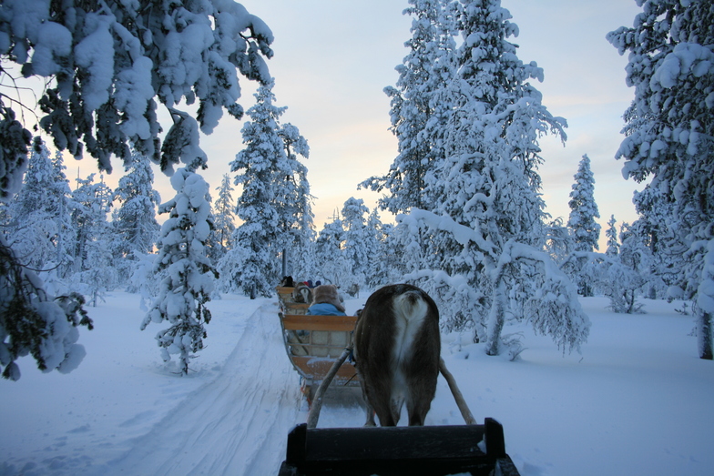 reindeer sliegh ride, Saariselka