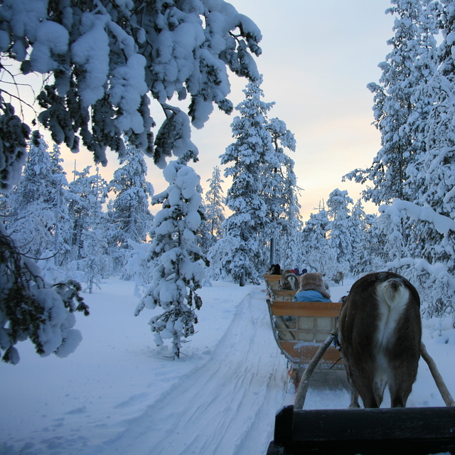 reindeer sliegh ride, Saariselkä