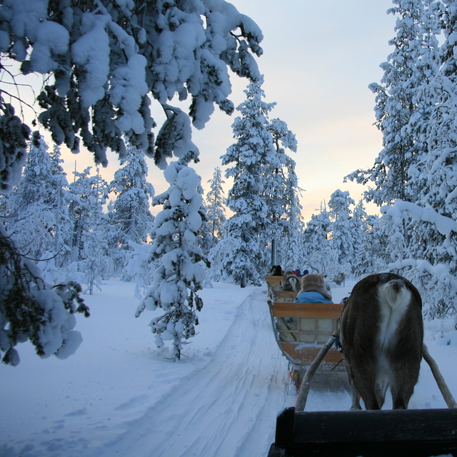 reindeer sliegh ride, Saariselka
