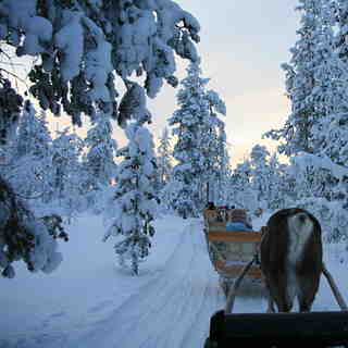 reindeer sliegh ride, Saariselkä