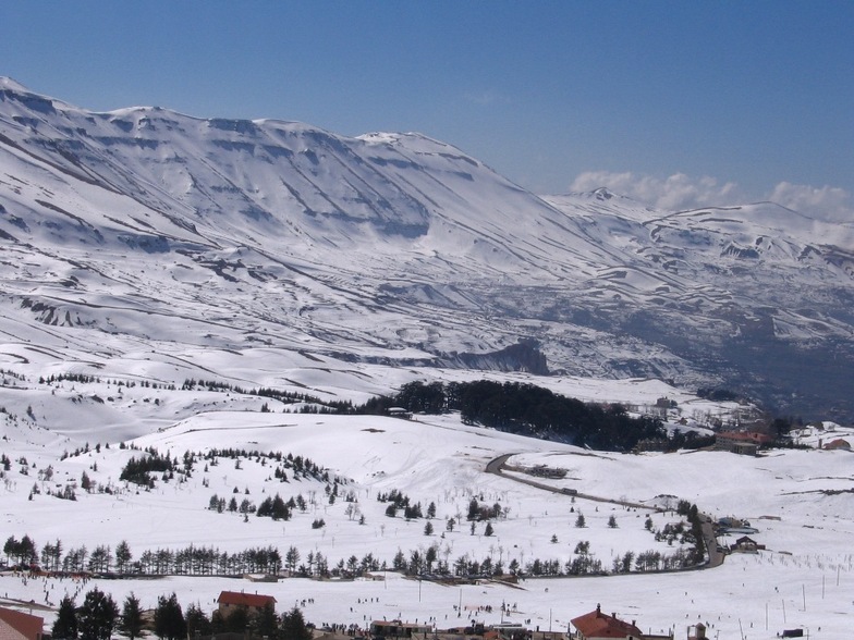 Cedars, Lebanon