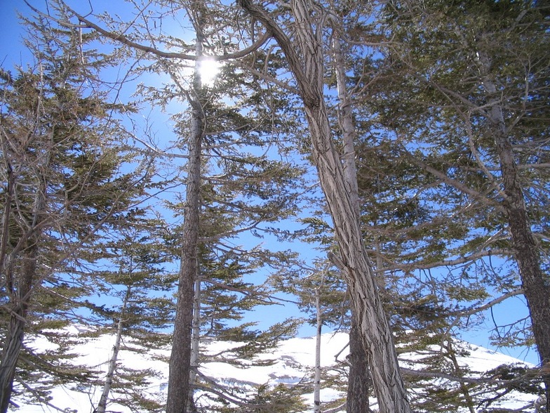 Lebanon, Cedars
