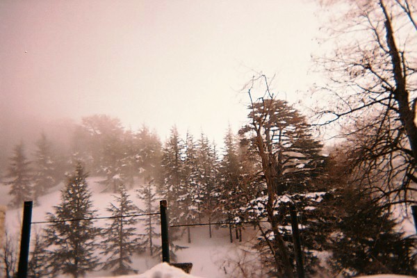 Cedars, Lebanon