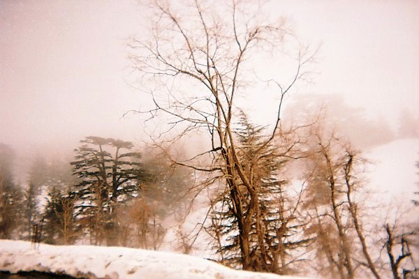 Cedars, Lebanon