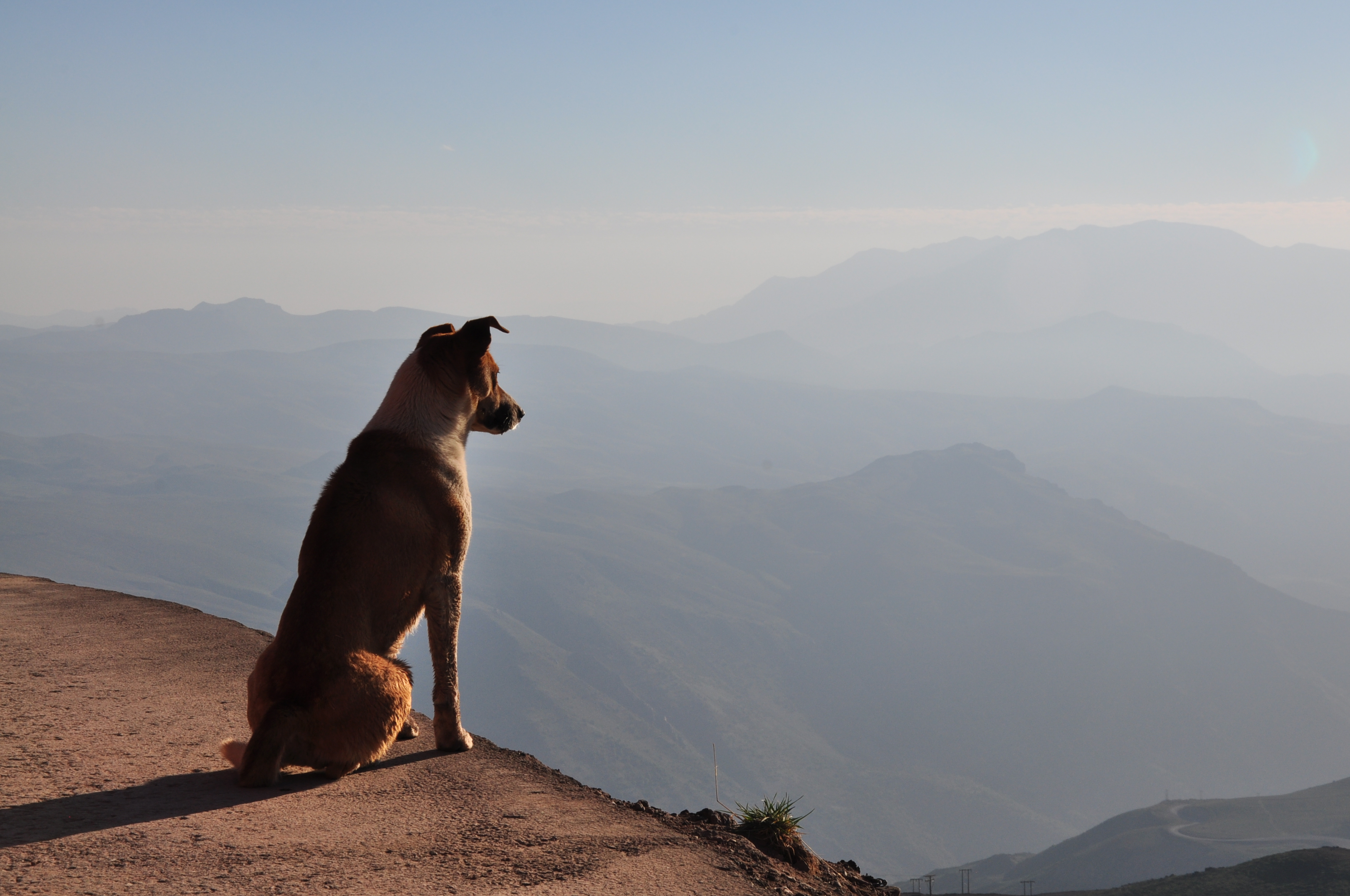 Thinking dog, Valle Nevado