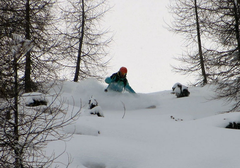trees 5, Ski Area Alpe Lusia
