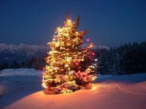 Christmas tree - Nevegal (Italy) photo